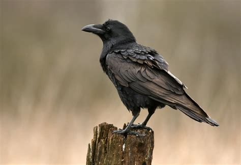 Black as Night, Wise as an Owl: The Raven's Fascinating Characteristics